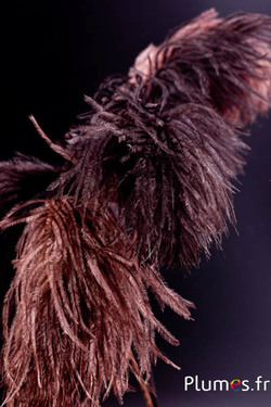Panicule autruche - 35-40 cm - chocolat-gris naturel